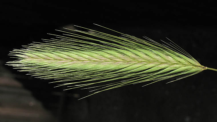 Detailed Picture 1 of Wall Barley