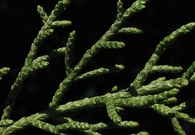Detailed Picture 7 of Tecate Cypress