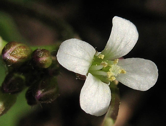 Detailed Picture 1 of Little Western Bittercress