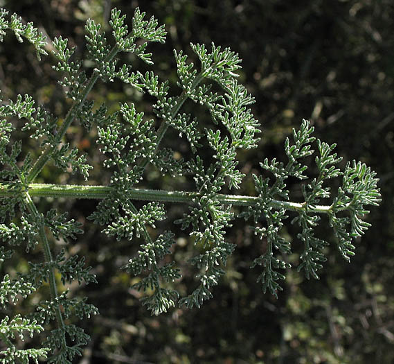 Detailed Picture 6 of Woolly Lomatium