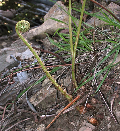 Detailed Picture 4 of Coastal Wood-fern