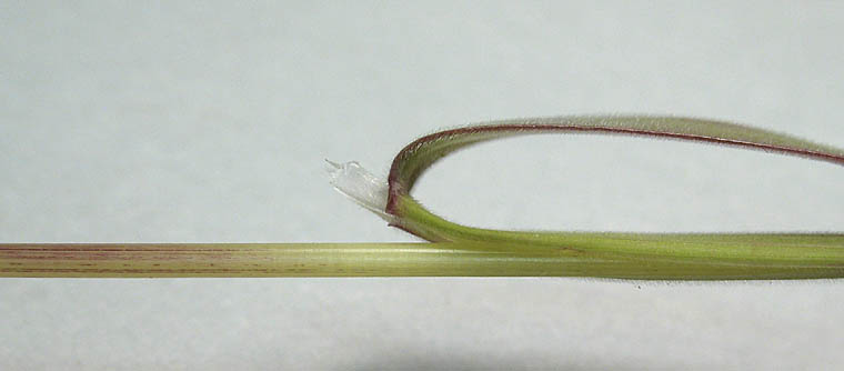 Detailed Picture 5 of Red Brome