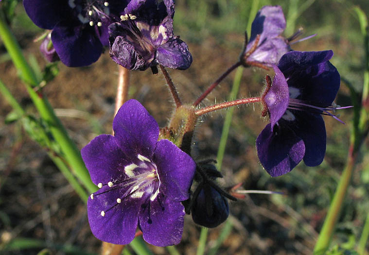 Detailed Picture 2 of Parry's Phacelia