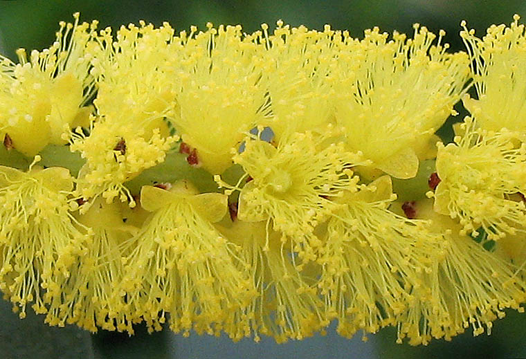 Detailed Picture 1 of Sydney Golden Wattle