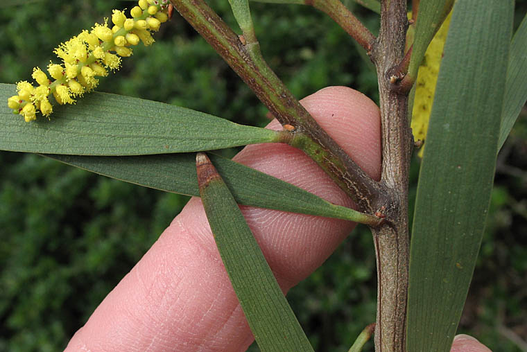 Detailed Picture 5 of Sydney Golden Wattle