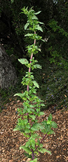 Detailed Picture 5 of Dwarf Nettle