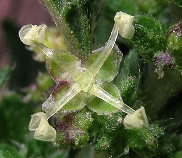 Detailed Picture 1 of Dwarf Nettle