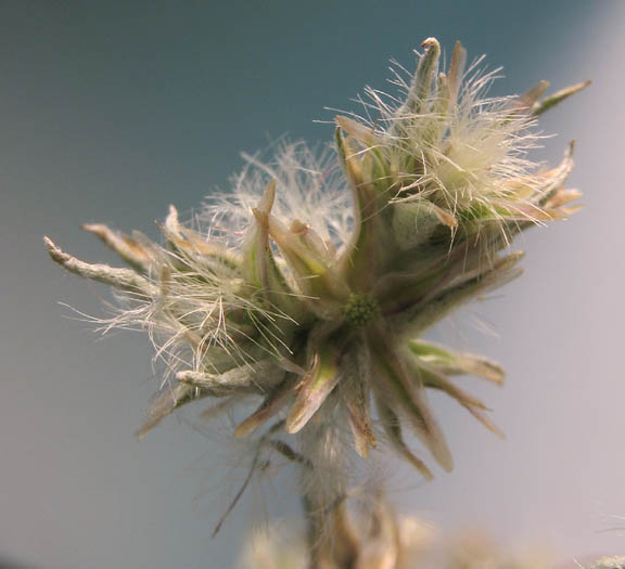 Detailed Picture 4 of Narrowleaf Cottonrose