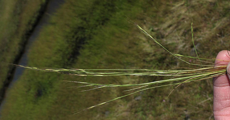 Detailed Picture 6 of Rat-tail Fescue