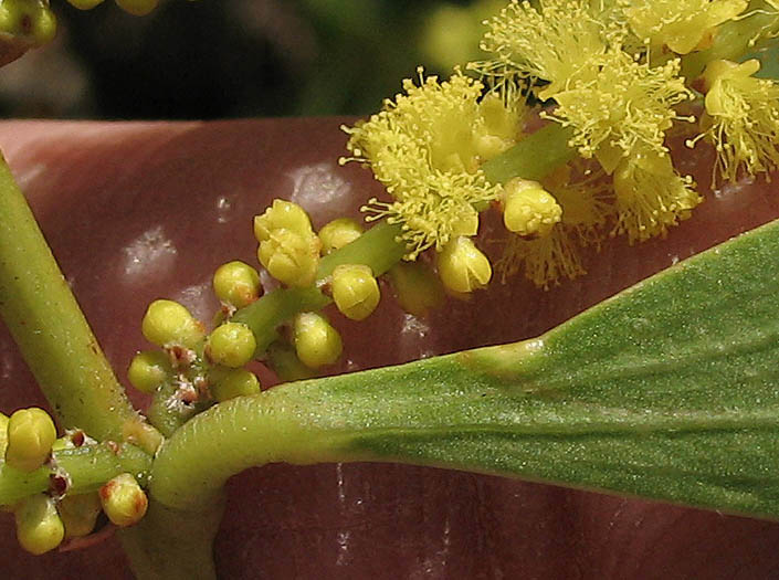 Detailed Picture 3 of Sydney Golden Wattle