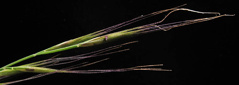 Detailed Picture 2 of Rat-tail Fescue