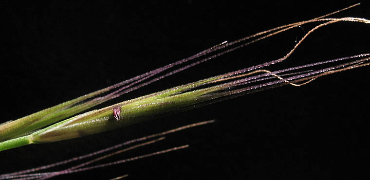 Detailed Picture 3 of Rat-tail Fescue