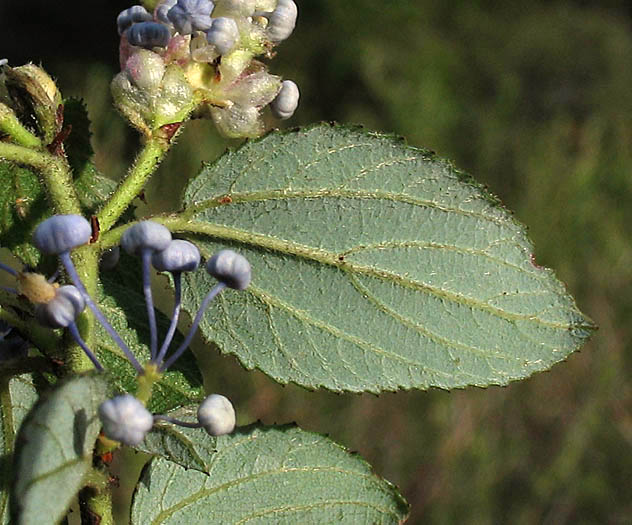Detailed Picture 6 of Hairy-leaved Ceanothus