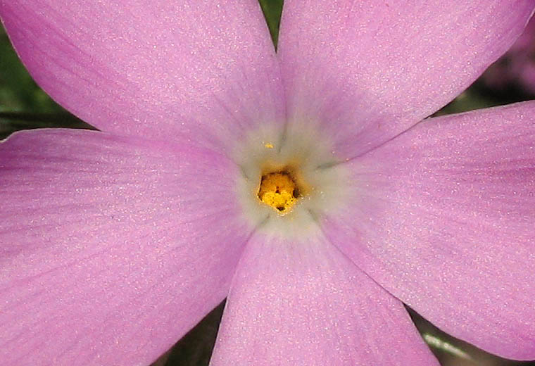 Detailed Picture 2 of Prickly Phlox