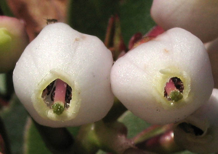 Detailed Picture 3 of Bigberry Manzanita