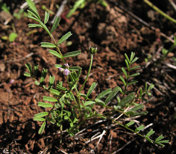 Detailed Picture 4 of Gambel's Dwarf Locoweed