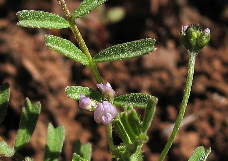 Detailed Picture 2 of Gambel's Dwarf Locoweed