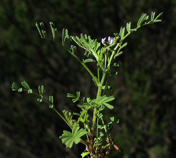 Detailed Picture 3 of Gambel's Dwarf Locoweed