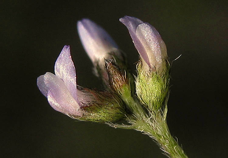 Detailed Picture 1 of Gambel's Dwarf Locoweed