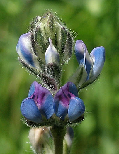Detailed Picture 5 of Dove Lupine