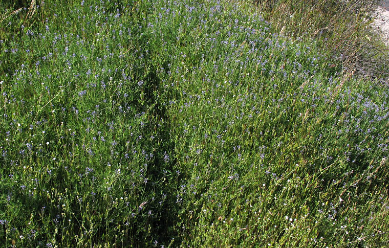 Detailed Picture 8 of Dove Lupine