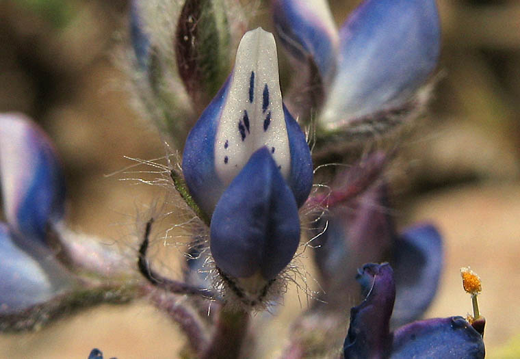 Detailed Picture 1 of Dove Lupine