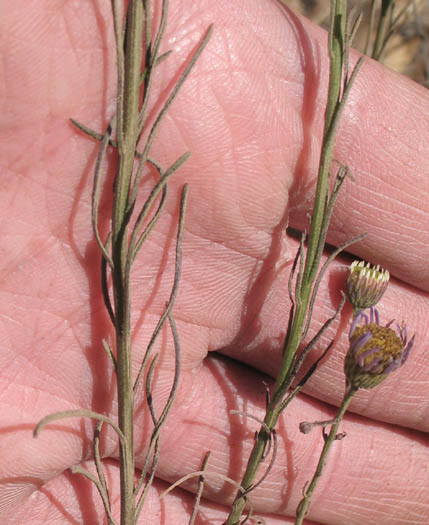 Detailed Picture 6 of Fleabane Aster