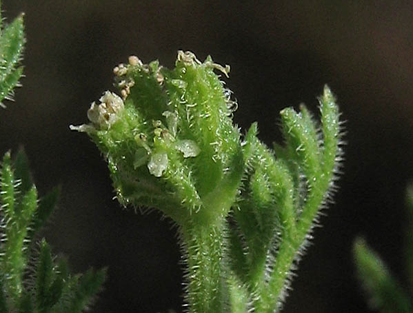 Detailed Picture 2 of California hedge parsley