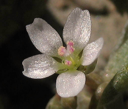 Detailed Picture 2 of Pale Claytonia