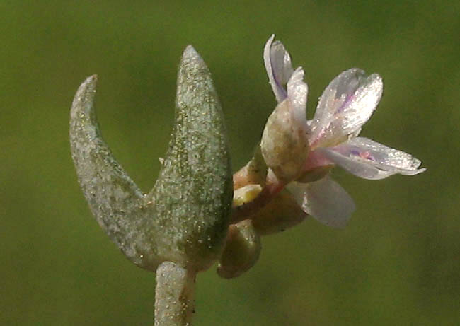 Detailed Picture 3 of Pale Claytonia