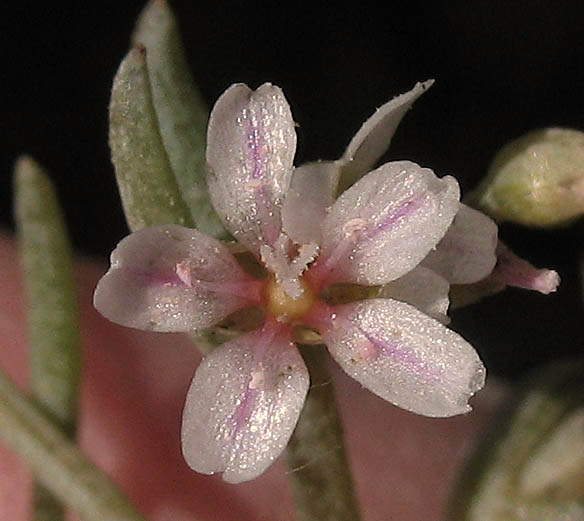 Detailed Picture 1 of Pale Claytonia