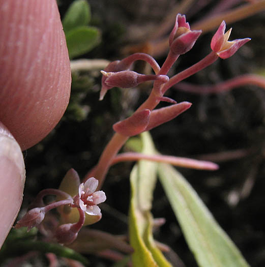 Detailed Picture 7 of Pale Claytonia