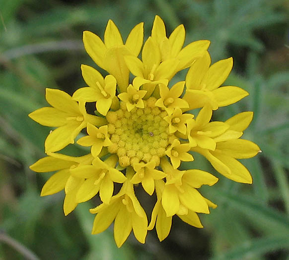 Detailed Picture 1 of Yellow Pincushion