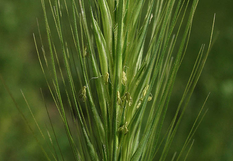Detailed Picture 3 of Dwarf Barley