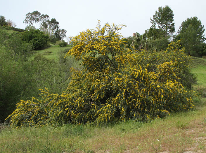 Detailed Picture 4 of Golden Wreath Wattle