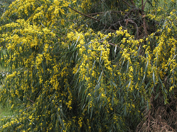 Detailed Picture 3 of Golden Wreath Wattle