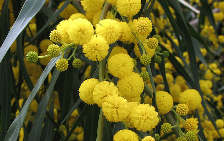 Detailed Picture 2 of Golden Wreath Wattle