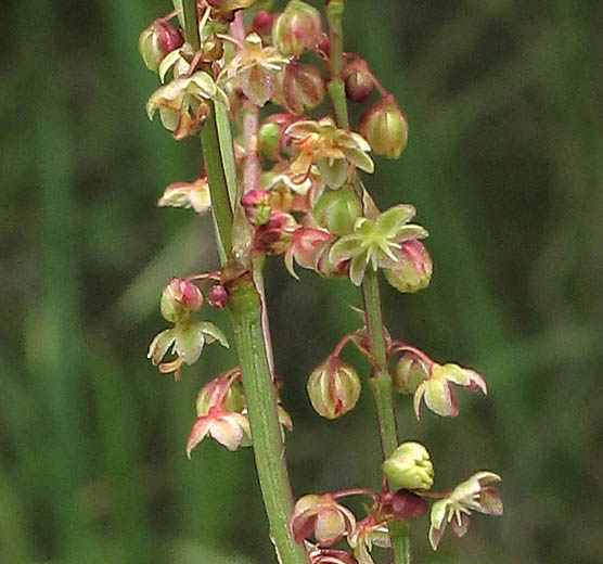 Detailed Picture 2 of Sheep Sorrel