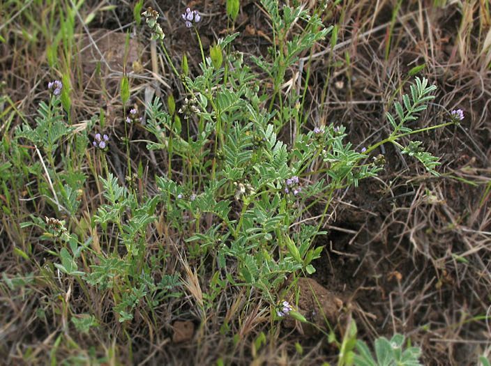 Detailed Picture 5 of Gambel's Dwarf Locoweed