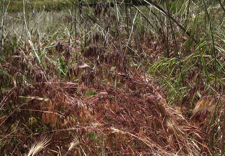 Detailed Picture 5 of Cheat Grass