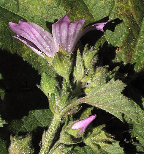 Detailed Picture 2 of Cretan Mallow