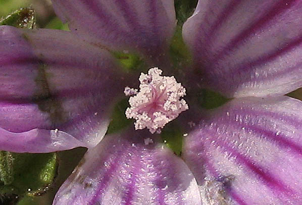 Detailed Picture 3 of Cretan Mallow