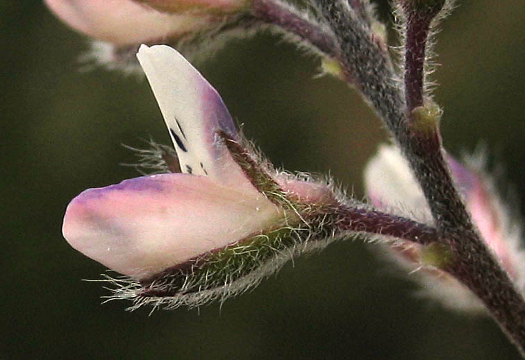 Detailed Picture 2 of Dove Lupine