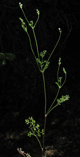 Detailed Picture 4 of California hedge parsley