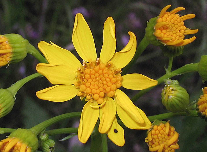 Detailed Picture 1 of Brewer's Ragwort