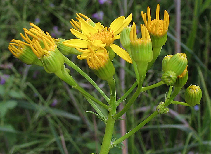 Detailed Picture 3 of Brewer's Ragwort