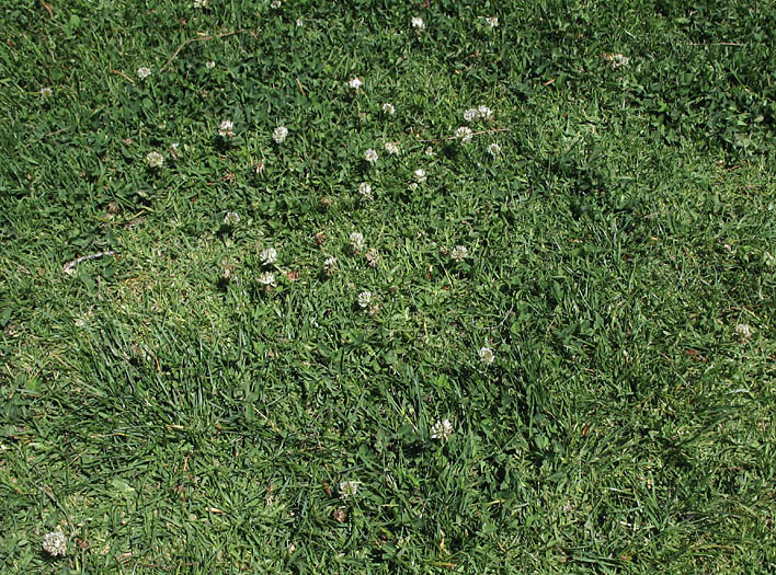 Detailed Picture 5 of White Clover