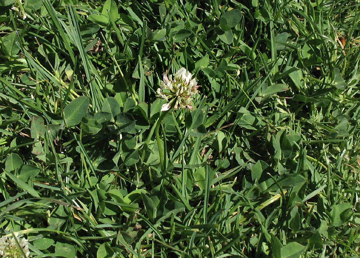 Detailed Picture 4 of White Clover