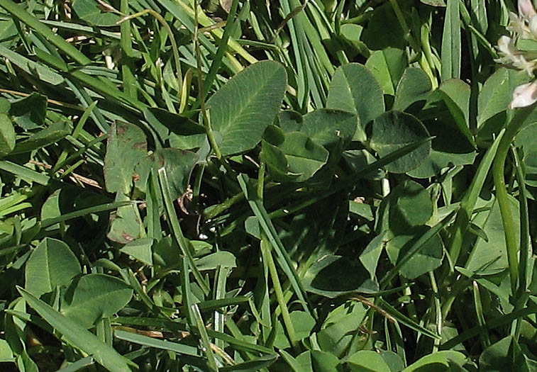 Detailed Picture 3 of White Clover