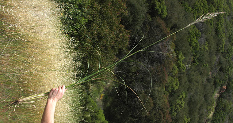Detailed Picture 7 of Giant Stipa